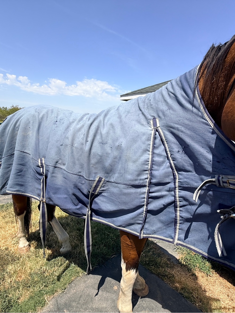 Schneider Blue Horse Turnout Blanket Storm-shield Mid Weight 82